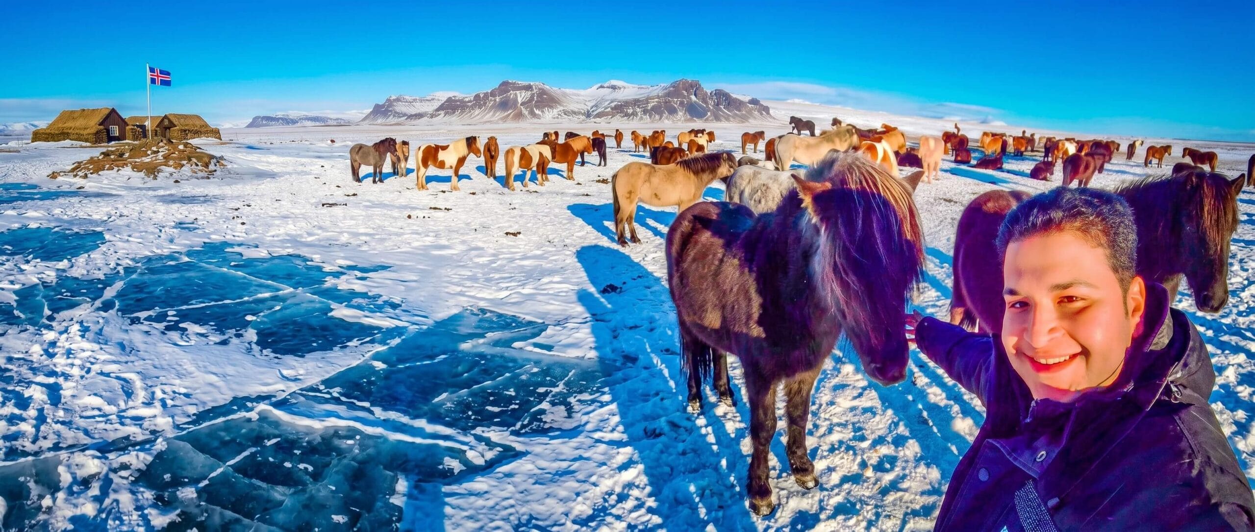 الخيول الآيسلندية السفر لآيسلندا